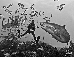 During a dive at Hammertime, the sweet Tiger Shark know t... by Steven Anderson 